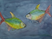 Blaue-Kolumbianer-A-columbianus-2012-36x48-Aquarell