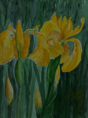 Gelbe-Schwertlilien-2015-36x48-Aquarell