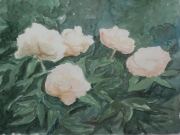 Pfingstrosen-2012-36x48-Aquarell