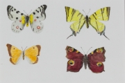 Schmetterlinge-2012-20x30-Aquarell
