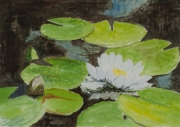 Seerosen-I-2012-18x24-Aquarell-IPB