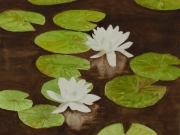 Seerosen-IV-2012-30x40-Aquarell-IPB