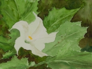 Stechapfel-2012-18x24-Aquarell