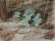Stranddistel-Spiekeroog-2012-30x40-Aquarell-Gouache