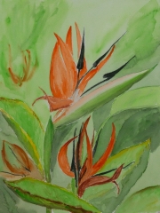 Strelitzien-2016-30x40-Aquarell